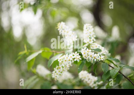 Bird cherry aka hackberry (Prunus padus) tree in full bloom. White flowers in springtime, defocused blurred background. Stock Photo