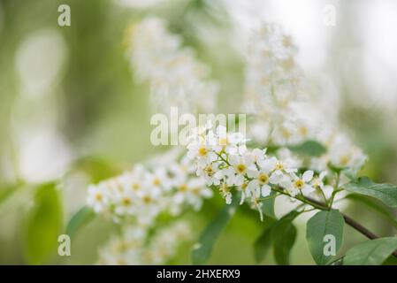 Bird cherry aka hackberry (Prunus padus) tree in full bloom. White flowers in springtime, defocused blurred background. Stock Photo