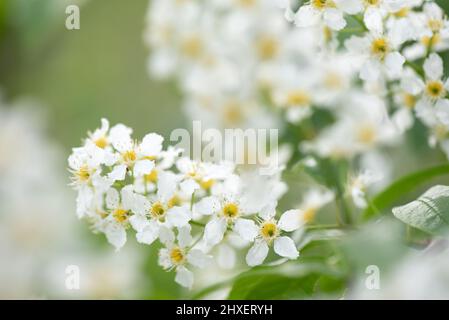 Bird cherry aka hackberry (Prunus padus) tree in full bloom. White flowers in springtime, defocused blurred background. Stock Photo