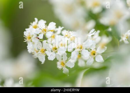 Bird cherry aka hackberry (Prunus padus) tree in full bloom. White flowers in springtime, defocused blurred background. Stock Photo