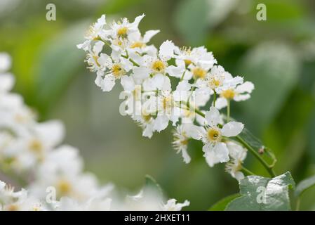 Bird cherry aka hackberry (Prunus padus) tree in full bloom. White flowers in springtime, defocused blurred background. Stock Photo