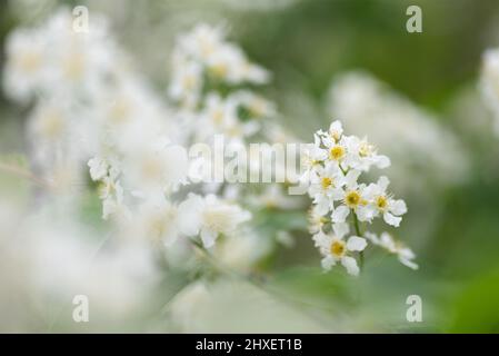 Bird cherry aka hackberry (Prunus padus) tree in full bloom. White flowers in springtime, defocused blurred background. Stock Photo
