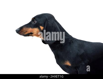 Portrait of beautiful black and tan miniature smooth dachshund isolated on white background Stock Photo