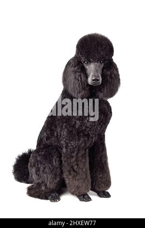 Funny royal black poodle sitting on a white background Stock Photo