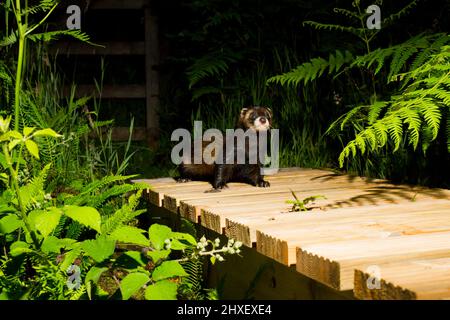 Polecat (Mustela putorius) adult on a footpath bridge. Powys Wales. July. Photograph taken at night using a camera trap. Stock Photo