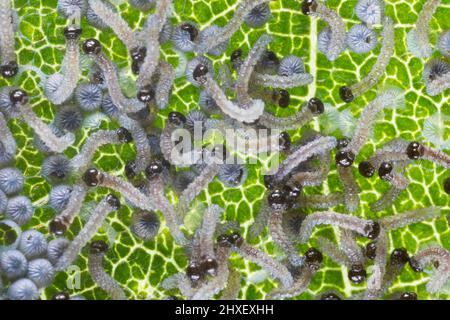 Large Yellow Underwing moth (Noctua pronuba) caterpillars hatching from an egg batch on a leaf. Powys, Wales. August. Stock Photo