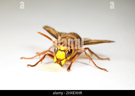 European Hornet (Vespa crabro) adult worker photographed on a white background. Powys, Wales. September. Stock Photo