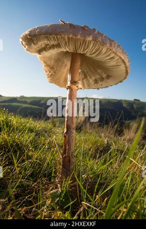 Parasol Mushroom (Macrolepiota procera) growing in grassland. Powys, Wales. October. Stock Photo