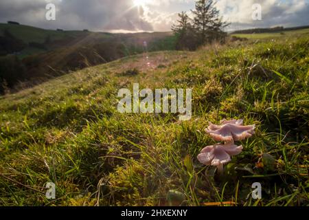 Pink Waxcap or Pink Ballerina fungus (Porpolomopsis calyptriformis) fruiting bodies growing in grassland. Pwys, Wales. October. Stock Photo