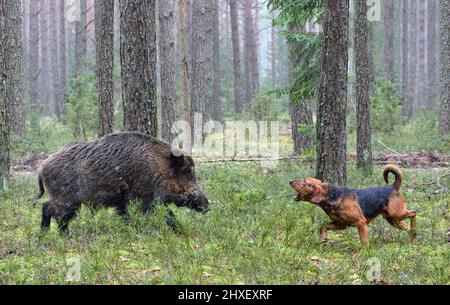 Belarusian Gonchak hound, a National dog breed of Belarus,  hunting on wild boar in green forest Stock Photo