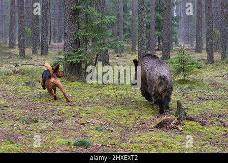 Belarusian Gonchak hound, a National dog breed of Belarus,  hunting on wild boar in green forest Stock Photo