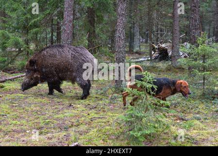 Belarusian Gonchak hound, a National dog breed of Belarus,  hunting on wild boar in green forest Stock Photo