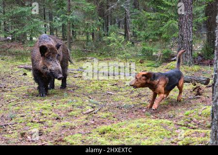 Belarusian Gonchak hound, a National dog breed of Belarus,  hunting on wild boar in green forest Stock Photo