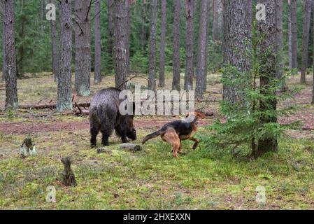 Belarusian Gonchak hound, a National dog breed of Belarus,  attack a wild boar in green forest Stock Photo