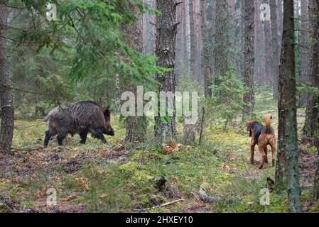 Belarusian Gonchak hound, a National dog breed of Belarus,  attack a wild boar in green forest Stock Photo