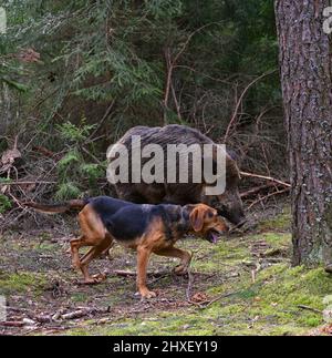 Belarusian Gonchak hound, a National dog breed of Belarus,  hunting on wild boar in green forest Stock Photo