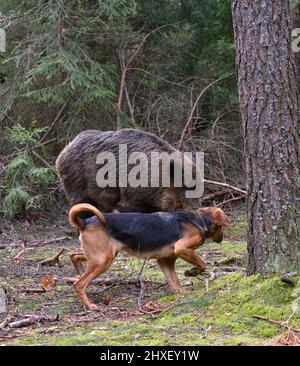 Belarusian Gonchak hound, a National dog breed of Belarus,  hunting on wild boar in green forest Stock Photo