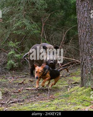 Belarusian Gonchak hound, a National dog breed of Belarus,  hunting on wild boar in green forest Stock Photo