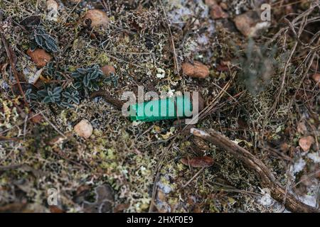One shotgun cartridge used on forest floor Stock Photo