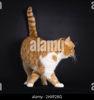 Impressive red with white adult British Shorthair cat, walking away side ways. Showing profile. Isolated on a black background. Stock Photo