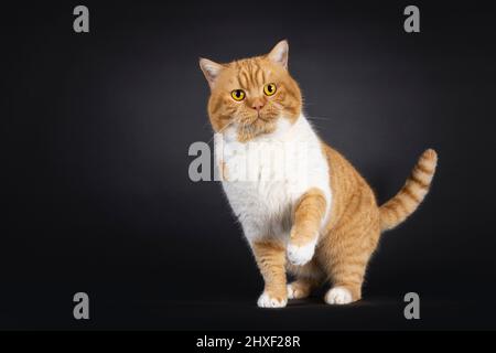 Impressive red with white adult British Shorthair cat, standing facing front with one paw payful in air. Looking towards camera with bright orange eye Stock Photo