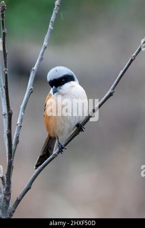 Close-up of a Long-tailed shrike sitting on a branch during spring time on sunny day Stock Photo
