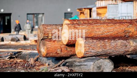Concept building houses from solid round wood. Logs work lie against backdrop of skeleton construction site. Stock Photo