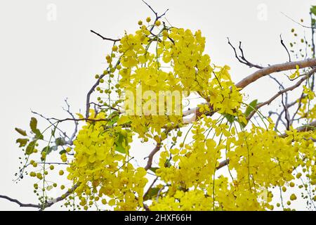 Beautiful golden shower tree bloom yellow bunch of flowers at park, Ho chi  Minh city, Vietnam in summer, Cassia fistula so nice on blue sky Stock  Photo - Alamy