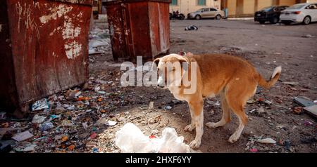 Homeless lonely thin hungry dog walks among garbage in landfill. Concept poor and sick animal. Stock Photo