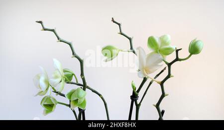 Beautiful white orchid flowers isolated on white background. Stock Photo