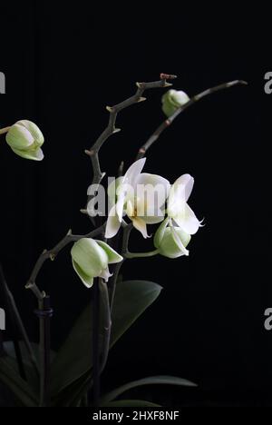 Beautiful white orchid flowers, isolated on dark background. Stock Photo