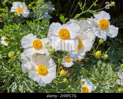 California Tree Poppy Romneya coulteri in a herbaceous border at Waterperry Gardens in Oxfordshire UK Stock Photo