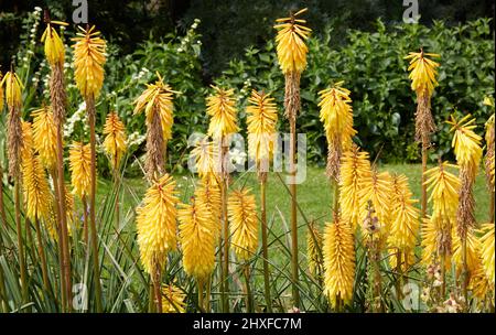 Striking yellow Kniphofia or Red-hot Poker in a herbaceous border at Waterperry Gardens in Oxfordshire UK Stock Photo