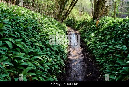 Muddy path through woodland carpeted with Ramsons or Wild Garlic in early spring - Somerset UK Stock Photo