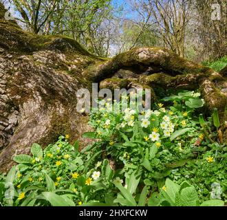 Cheerful community of spring flowers including Primrose ans Celandine growing at the base of an oak tree in a Somerset wood UK Stock Photo