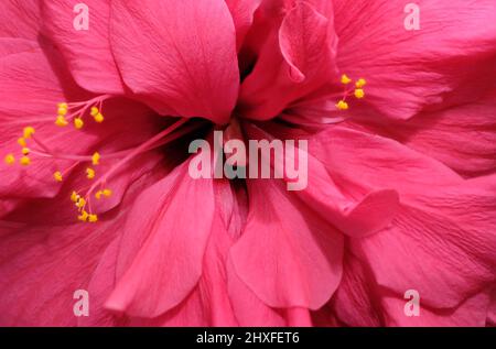 Close up Hibiscus rosa-sinensis, known as China rose Stock Photo