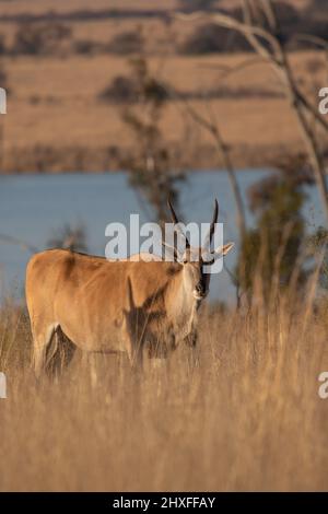 Common Eland, Kruger National Park Stock Photo