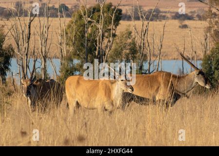 Common Eland, Kruger National Park Stock Photo