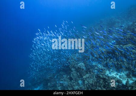 Seascape with School of Fish, Boga fish in the coral reef of the ...