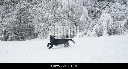Playful black labrador retriever puppy running through the snow in beautiful white snowy winter nature. Stock Photo