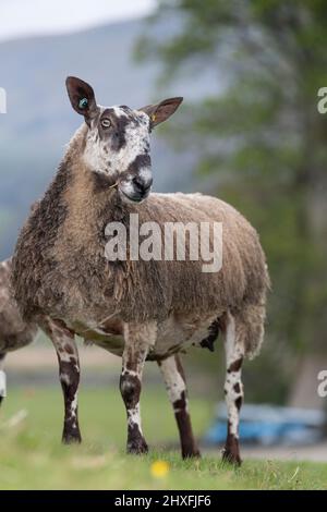 Crossing type of Blue Faced Leicester ewe in upland pasture, North Yorkshire, UK. Stock Photo