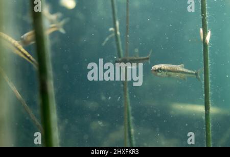 Common minnow fish underwater Stock Photo