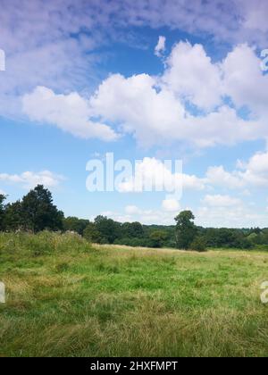 A bright blue sky with fluffy white clouds over a sunlit, summery Hampstead Heath, with trees and long grass covering the hills. Stock Photo