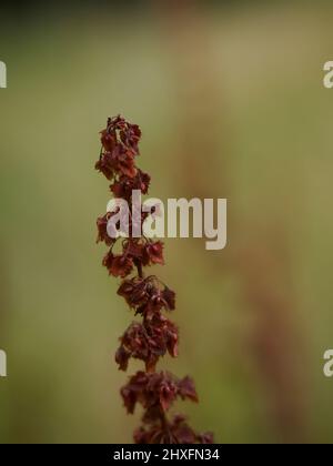 A close up of a stem of wildflowers on Hampstead Heath, russet against green, with a defocused second stem adding an abstract echo to the background. Stock Photo