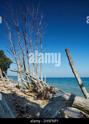 Skeletal, bleached dead trees on the shoreline, inundated by the encroaching sea, under deep blue skies on the beach at Bembridge. Stock Photo