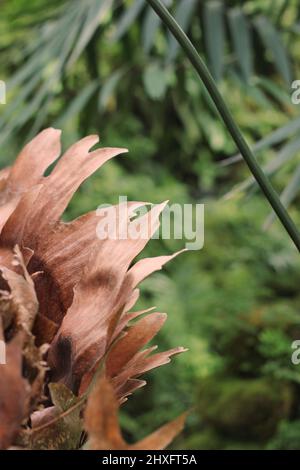 The thick brown bark peeling off the tropical palm tree trunk. Stock Photo