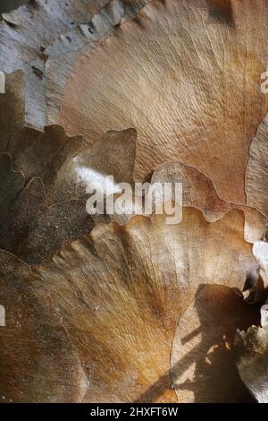 The thick brown bark peeling off the tropical palm tree trunk. Stock Photo