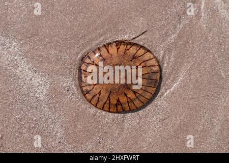 Compass jellyfish on Whitestrand beach, County Kerry, Ireland Stock Photo