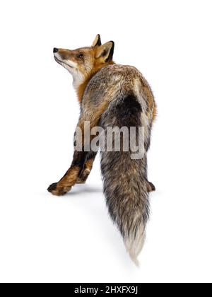 Classic red fox aka Vulpes vulpes, standing backwards. Looking side ways beside the camera. Isolated on a white background. Stock Photo
