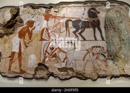 surveying the fields for Nebamun, Temple of Amun, Thebes, British museum, London, England, Great Britain. Stock Photo